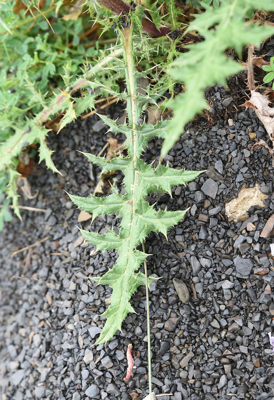 Image of Echinops sphaerocephalus specimen.