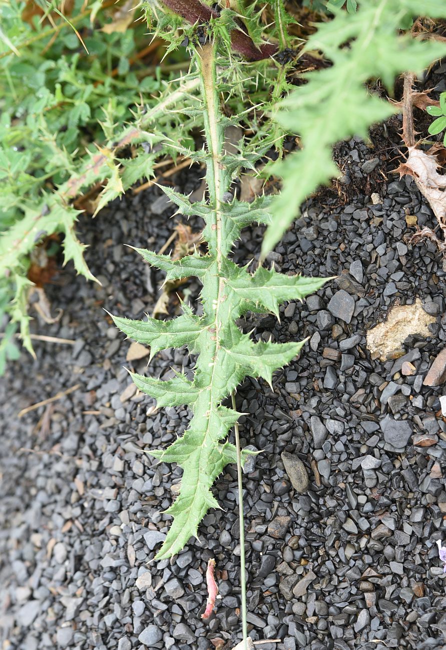 Изображение особи Echinops sphaerocephalus.