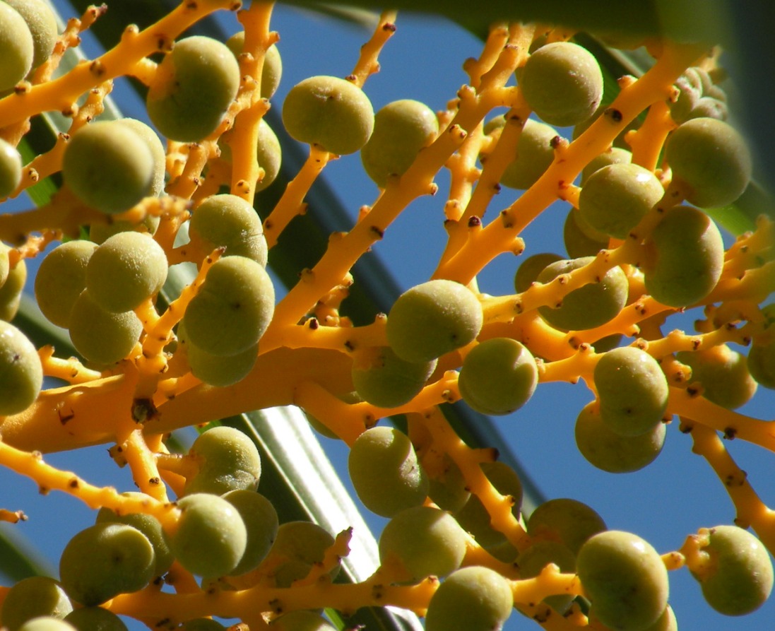 Image of Trachycarpus fortunei specimen.