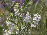 Vicia villosa. Верхушка цветущего растения (гипохромная форма). Волгоградская обл., Иловлинский р-н, окр. хут. Вилтов, дол. р. Дон, разнотравная степь. 31.05.2022.
