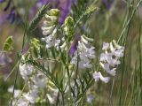 Vicia villosa