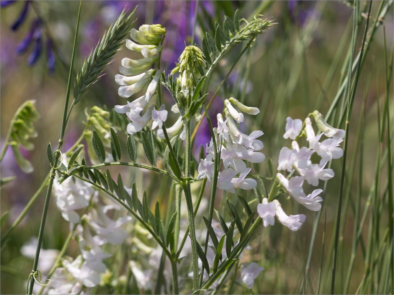 Изображение особи Vicia villosa.