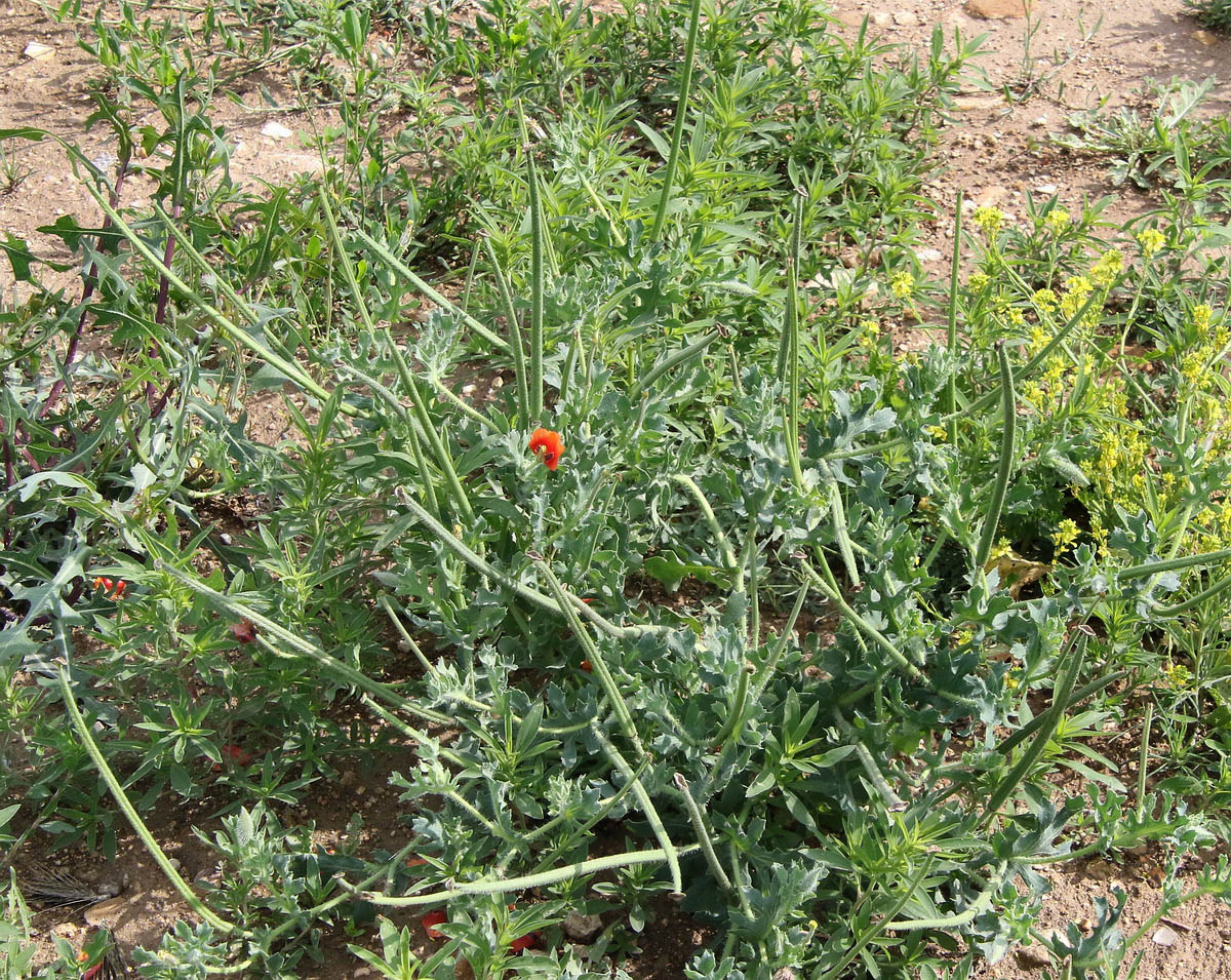 Image of Glaucium corniculatum specimen.