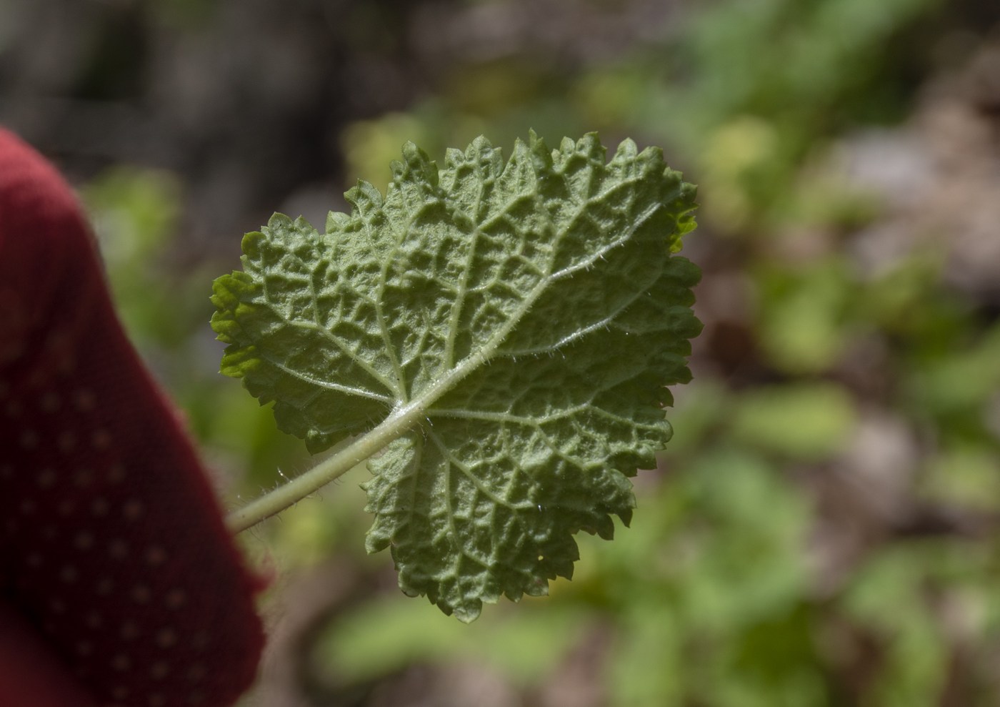 Image of Scrophularia chrysantha specimen.