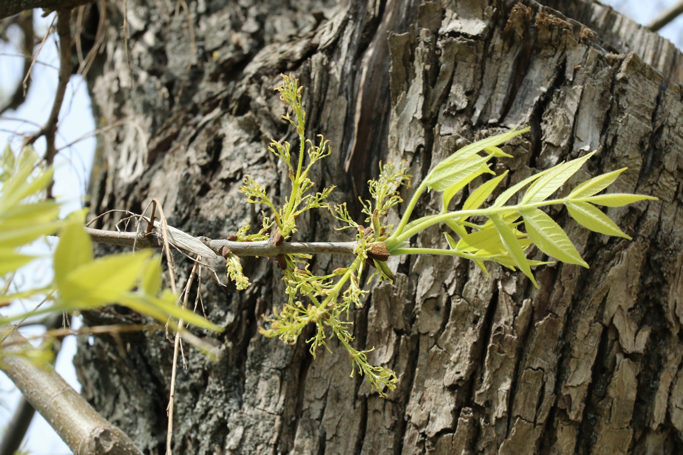 Image of Fraxinus pennsylvanica specimen.