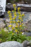 Solidago virgaurea подвид lapponica. Цветущее растение. Мурманская обл., окр. пос. Дальние Зеленцы, каменистый берег бухты Плохие Чевры, луговинка среди валунов. 03.08.2022.