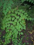 Aralia elata