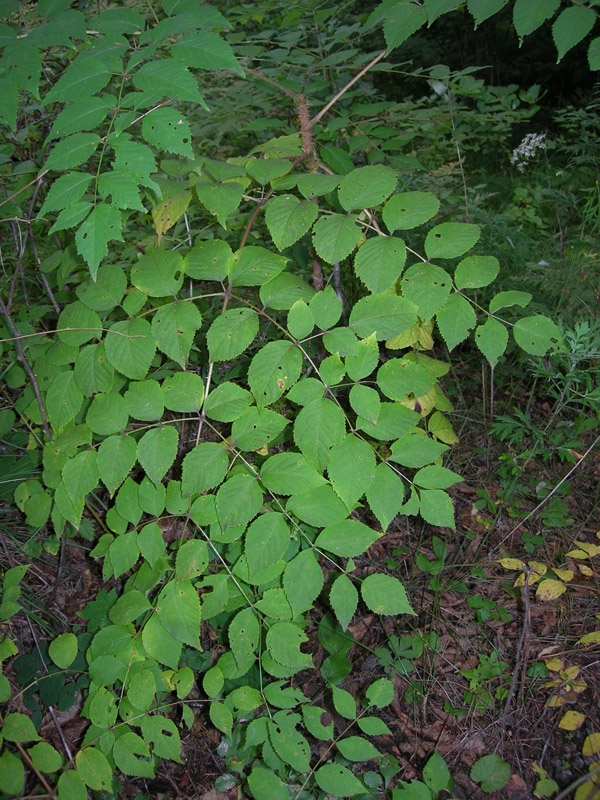 Image of Aralia elata specimen.