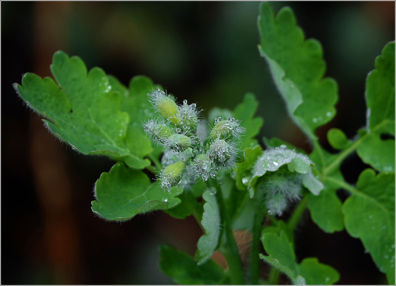 Image of Chelidonium majus specimen.