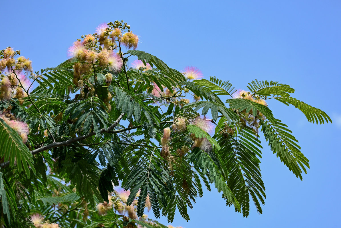 Изображение особи Albizia julibrissin.