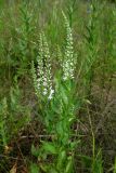 Veronica spicata