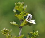 Euphrasia maximowiczii. Верхушка побега с цветком. Приморье, Хасанский р-н, окр. Славянского гор. пос., юго-восточная сторона полуострова, приморский луговой склон у бровки скального обрыва. 12.07.2023.