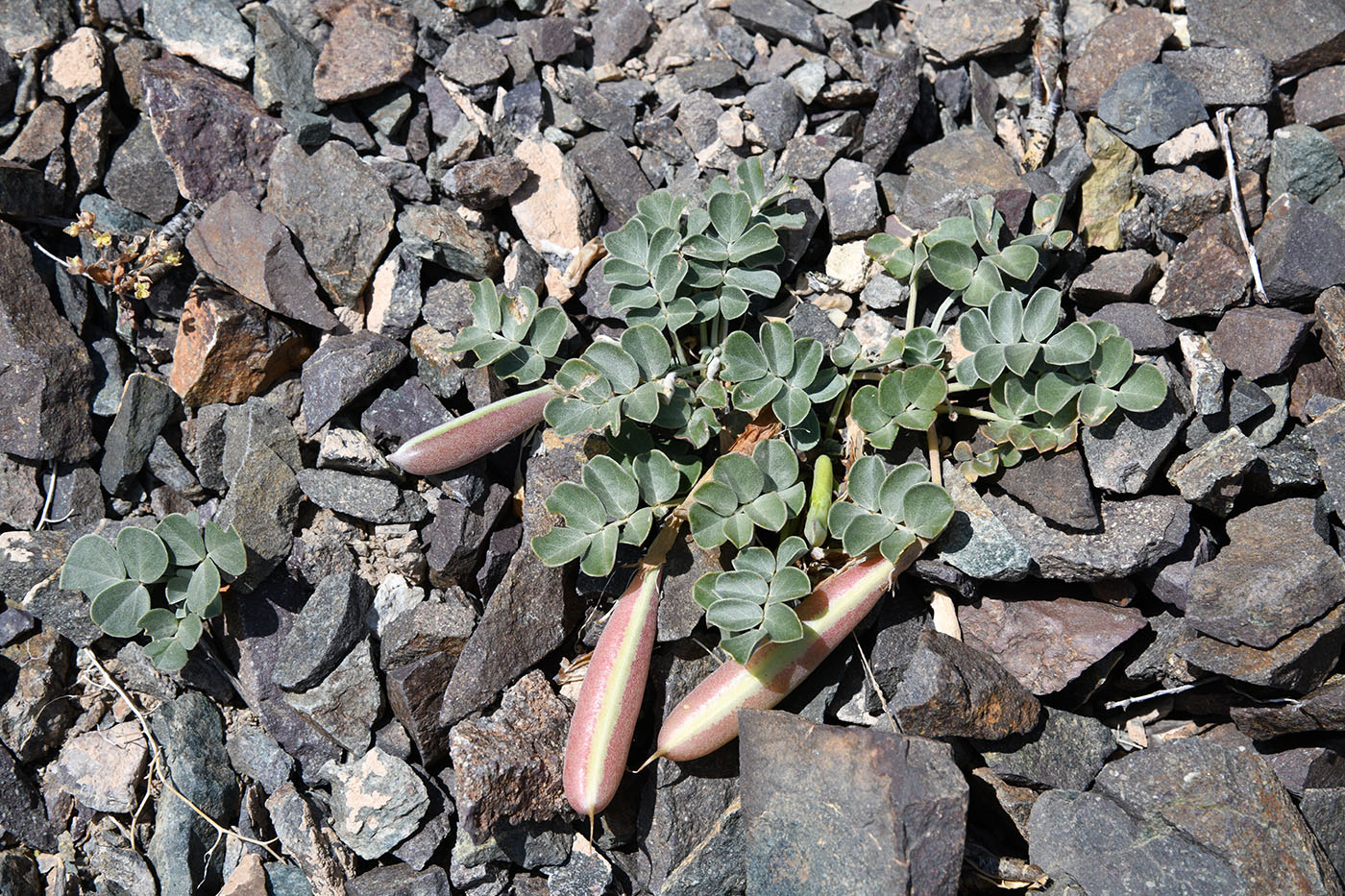 Image of Chesneya dshungarica specimen.