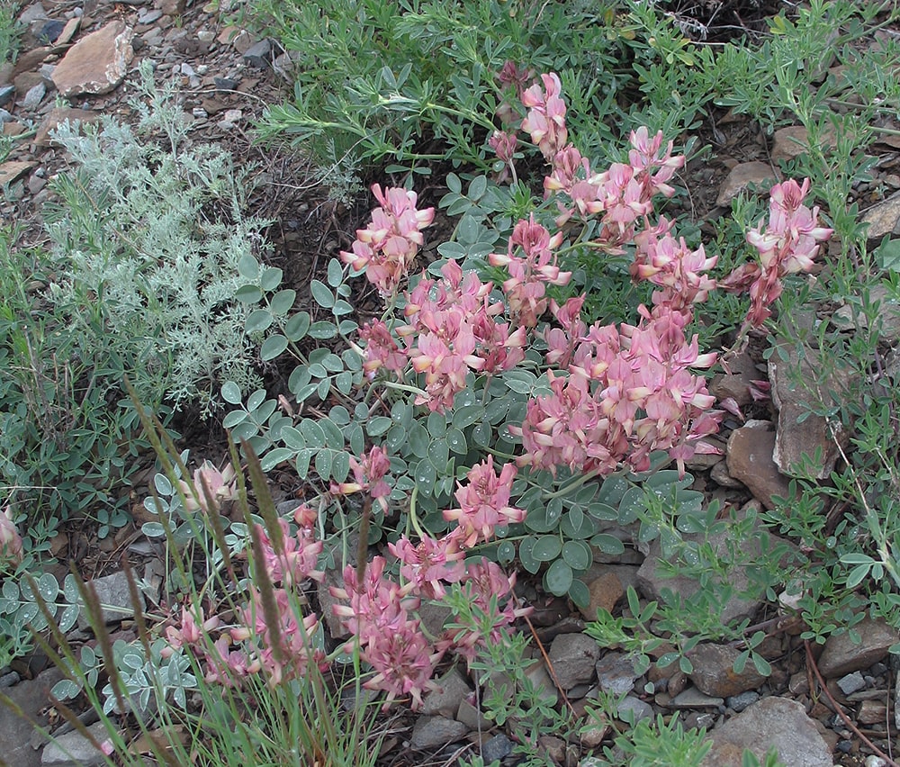 Изображение особи Hedysarum splendens.