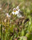 Euphrasia petiolaris