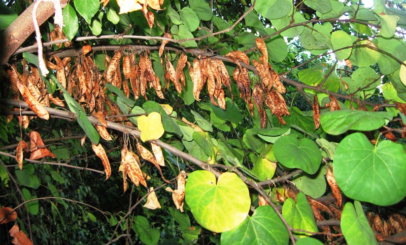 Изображение особи Cercis griffithii.