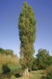 Populus italica