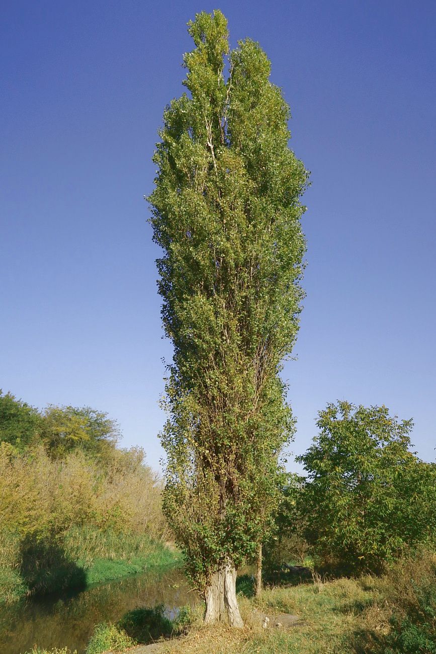 Изображение особи Populus italica.
