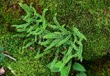 Asplenium trichomanes