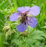 Geranium pratense. Цветок с кормящимся жуком-усачом Brachyta interrogationis. Московская обл., г. о. Подольск, парк усадьбы Ивановское, разреженный широколиственный лес. 23.06.2023.