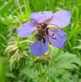 Geranium pratense. Цветок с кормящимся жуком-усачом Brachyta interrogationis. Московская обл., г. о. Подольск, парк усадьбы Ивановское, разреженный широколиственный лес. 23.06.2023.