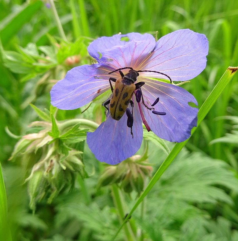 Image of Geranium pratense specimen.