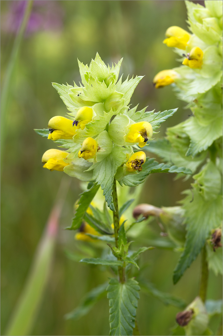 Изображение особи Rhinanthus minor.