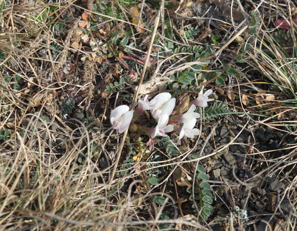 Изображение особи род Astragalus.