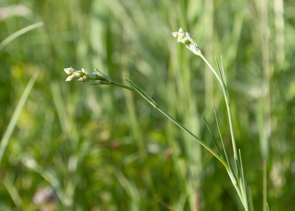 Изображение особи Eremogone saxatilis.