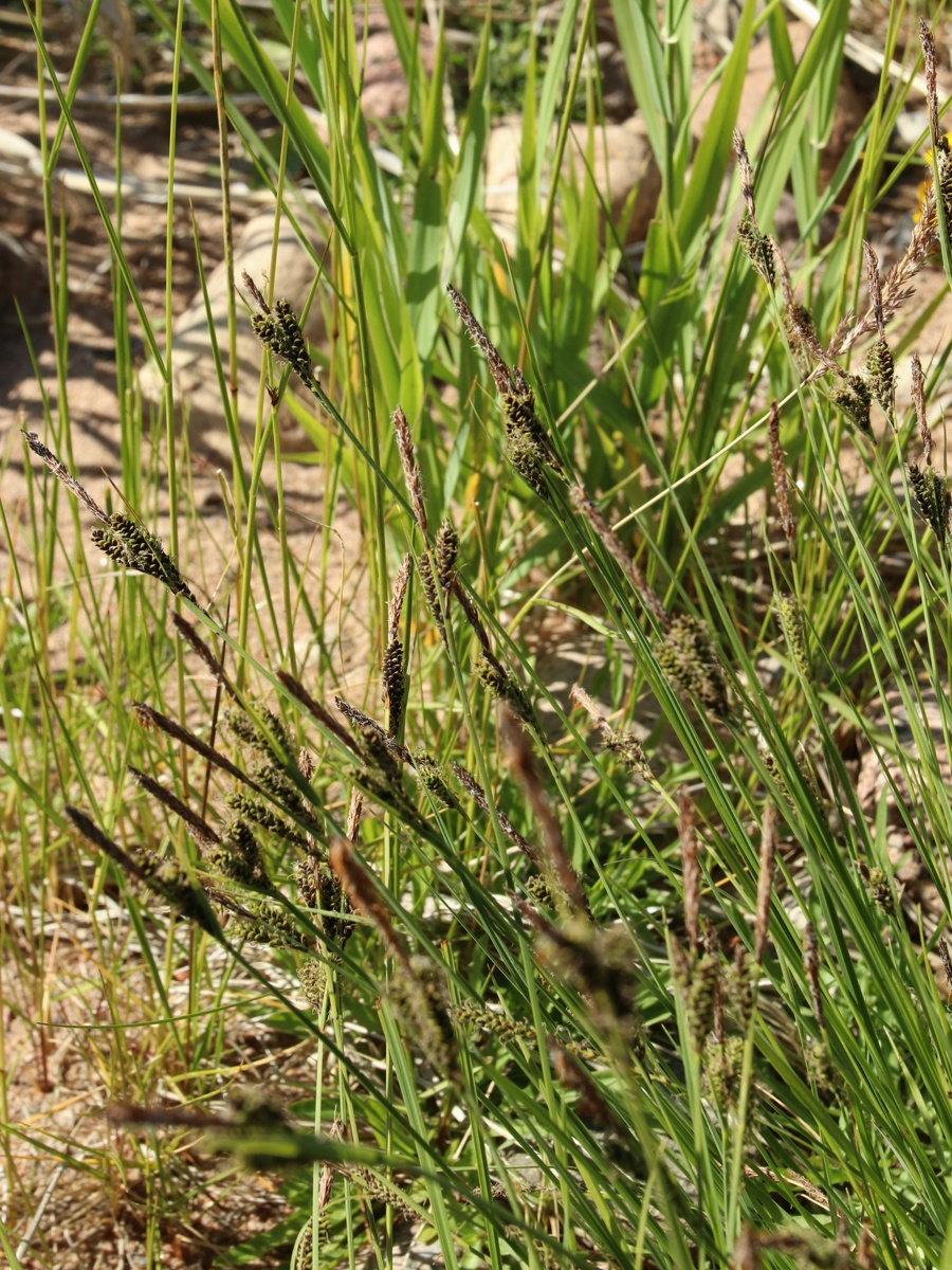 Image of Carex elata specimen.