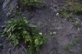 Cephalaria gigantea. Цветущее растение. Чечня, Шаройский р-н, бассейн р. Цесиахк, долина левого притока ниже водопада. 10 августа 2023 г.