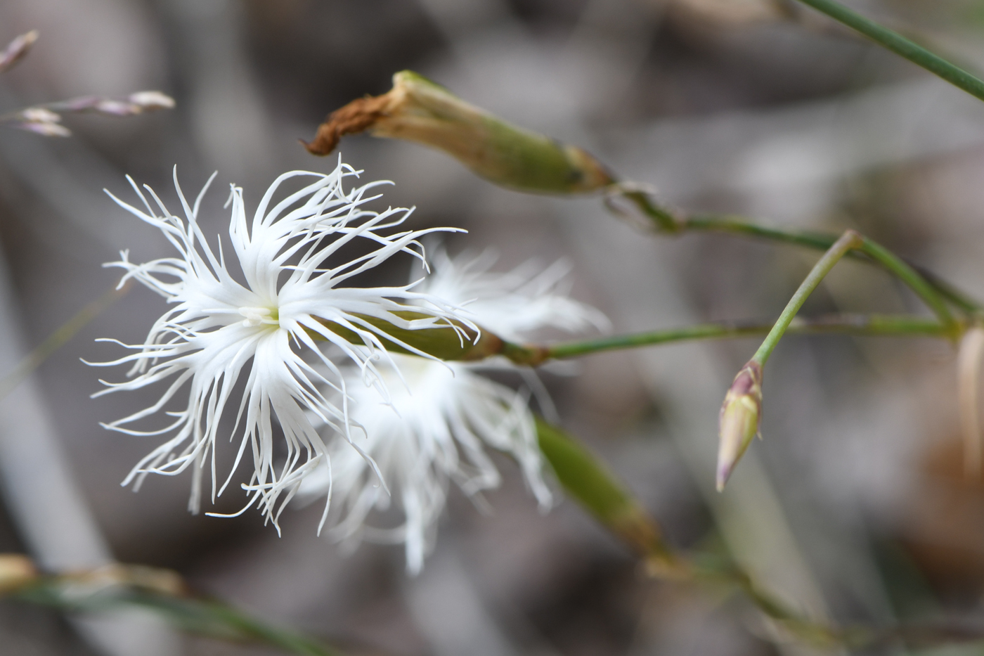 Изображение особи Dianthus tianschanicus.