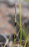 Carex rotundata