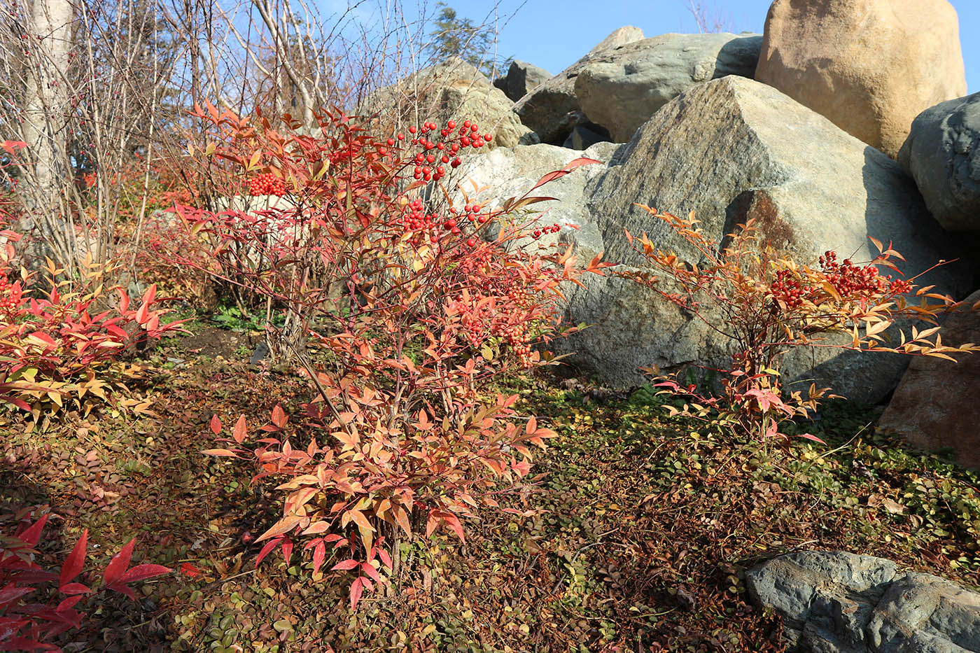 Изображение особи Nandina domestica.