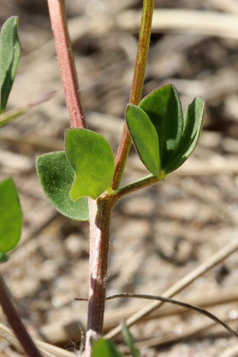 Image of Lotus ruprechtii specimen.