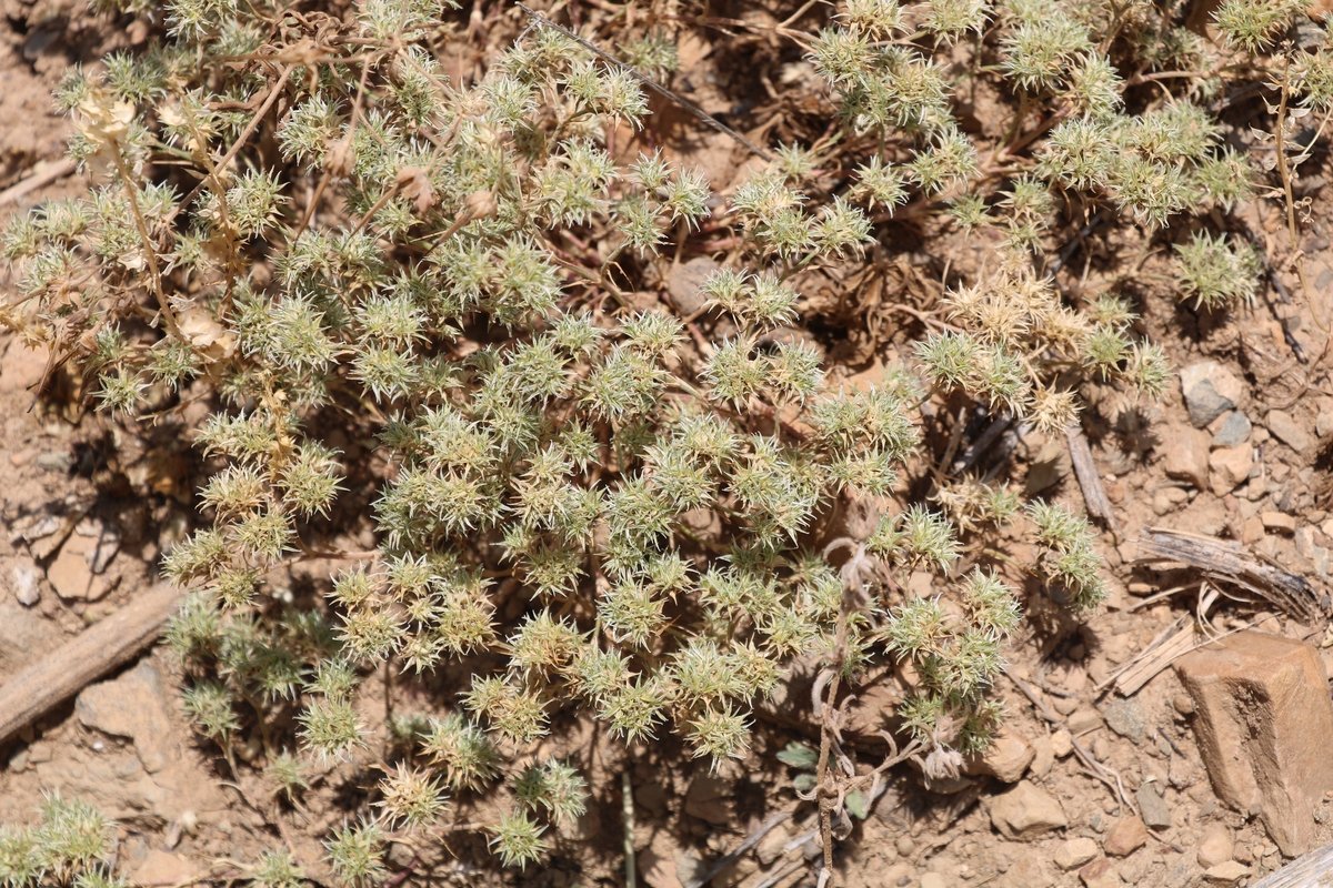 Image of Queria hispanica specimen.