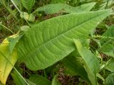 Cirsium heterophyllum. Лист вегетирующего растения. Московская обл., г. Дубна, лесопарк, смешанный лес, небольшая поляна. 17.06.2023.