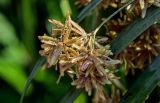 Cyperus involucratus. Соцветие. Египет, мухафаза Каир, г. Каир, пруд, в воде у берега. 08.05.2023.