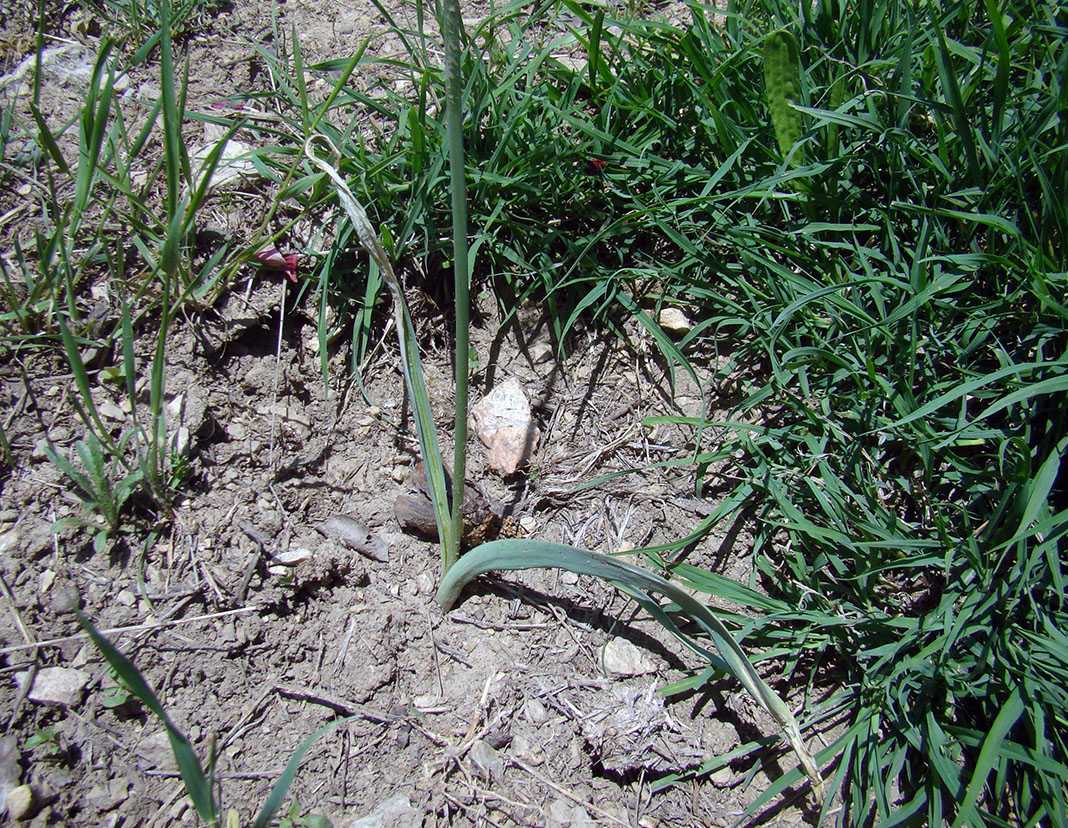 Image of Allium arkitense specimen.