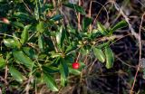 Cerasus fruticosa. Верхушка ветви с плодом. Оренбургская обл., Кувандыкский гор. округ, заповедник \"Шайтан-Тау\", хр. Шайтан-Тау, ≈ 500 м н.у.м., каменистый склон. 06.07.2023.