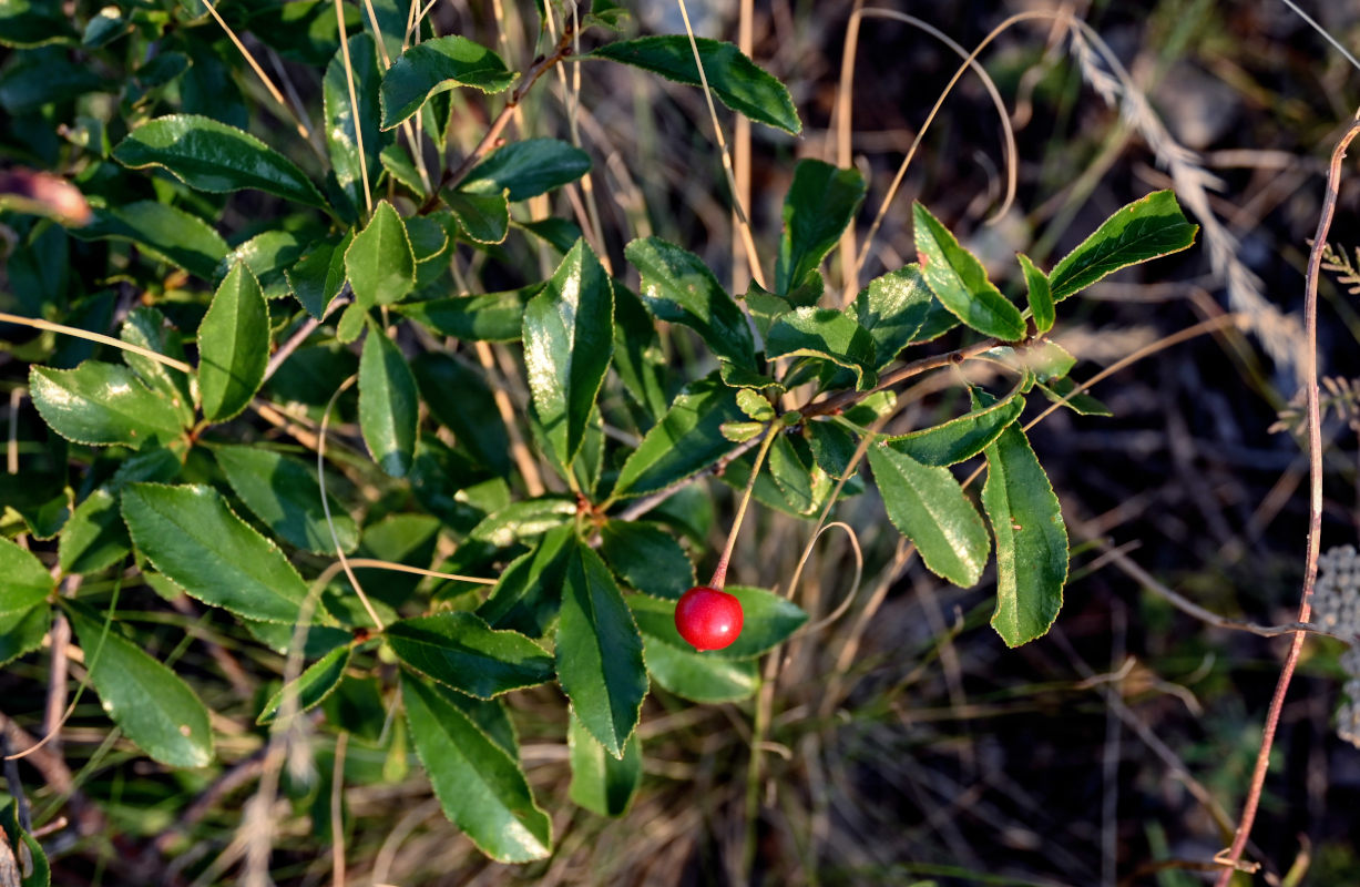 Изображение особи Cerasus fruticosa.