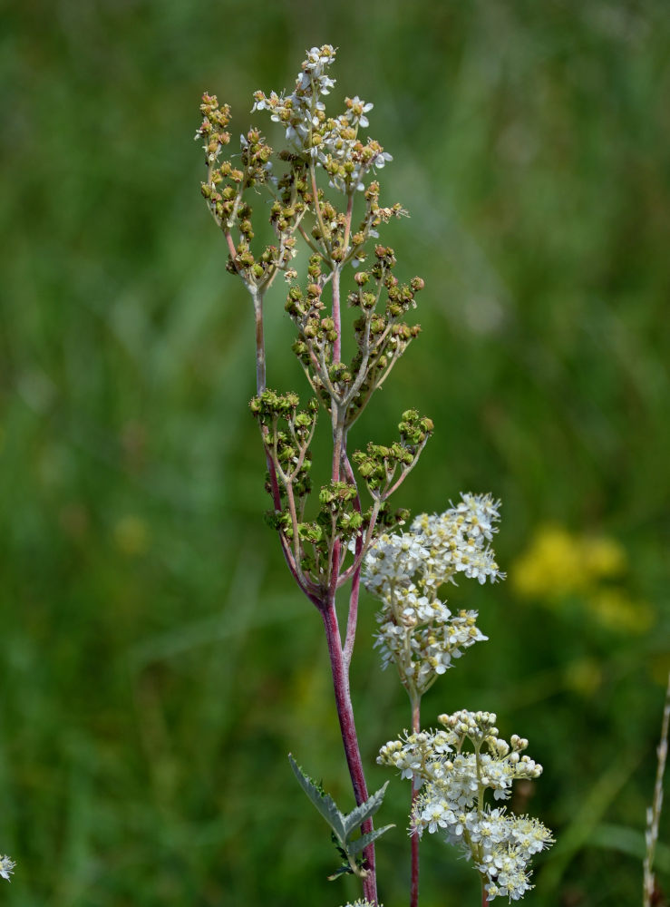 Image of Filipendula ulmaria specimen.