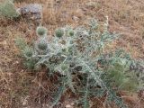 Echinops leucographus