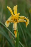 Iris halophila. Цветок. Ставропольский край, окр. Сенгелеевского озера. 11.05.2023.