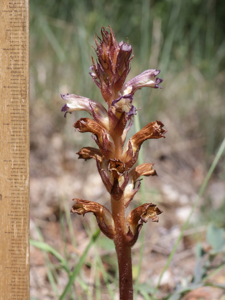 Image of Orobanche grenieri specimen.