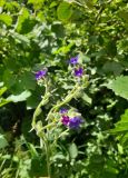 Anchusa officinalis