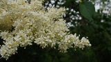 Syringa amurensis