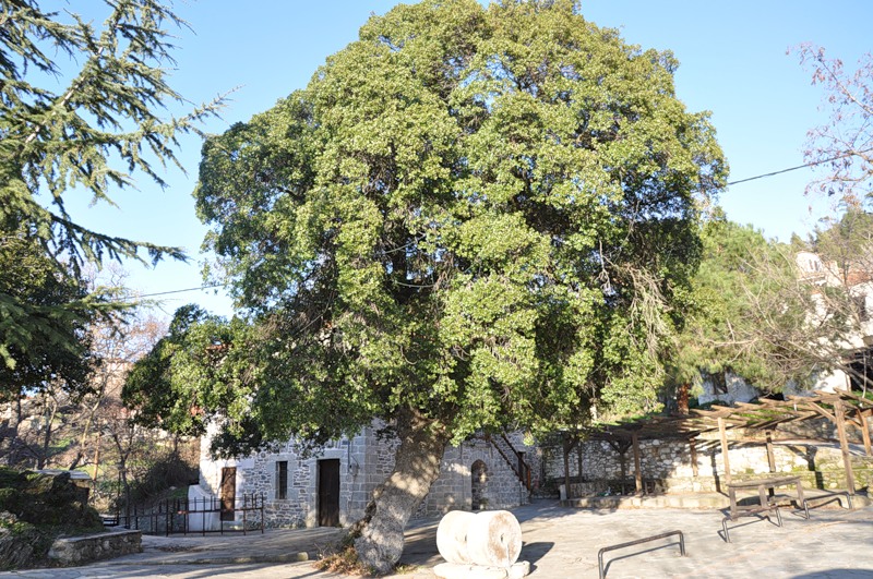 Image of Quercus coccifera specimen.