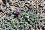 Oxytropis tianschanica. Верхушки побегов с цветущим и бутонизирующими соцветиями. Таджикистан, Горно-Бадахшанская автономная обл., Мургабский р-н, Аличурская дол., выс. ≈ 3800 м н.у.м., каменистый участок поймы реки. 4 июля 2024 г.
