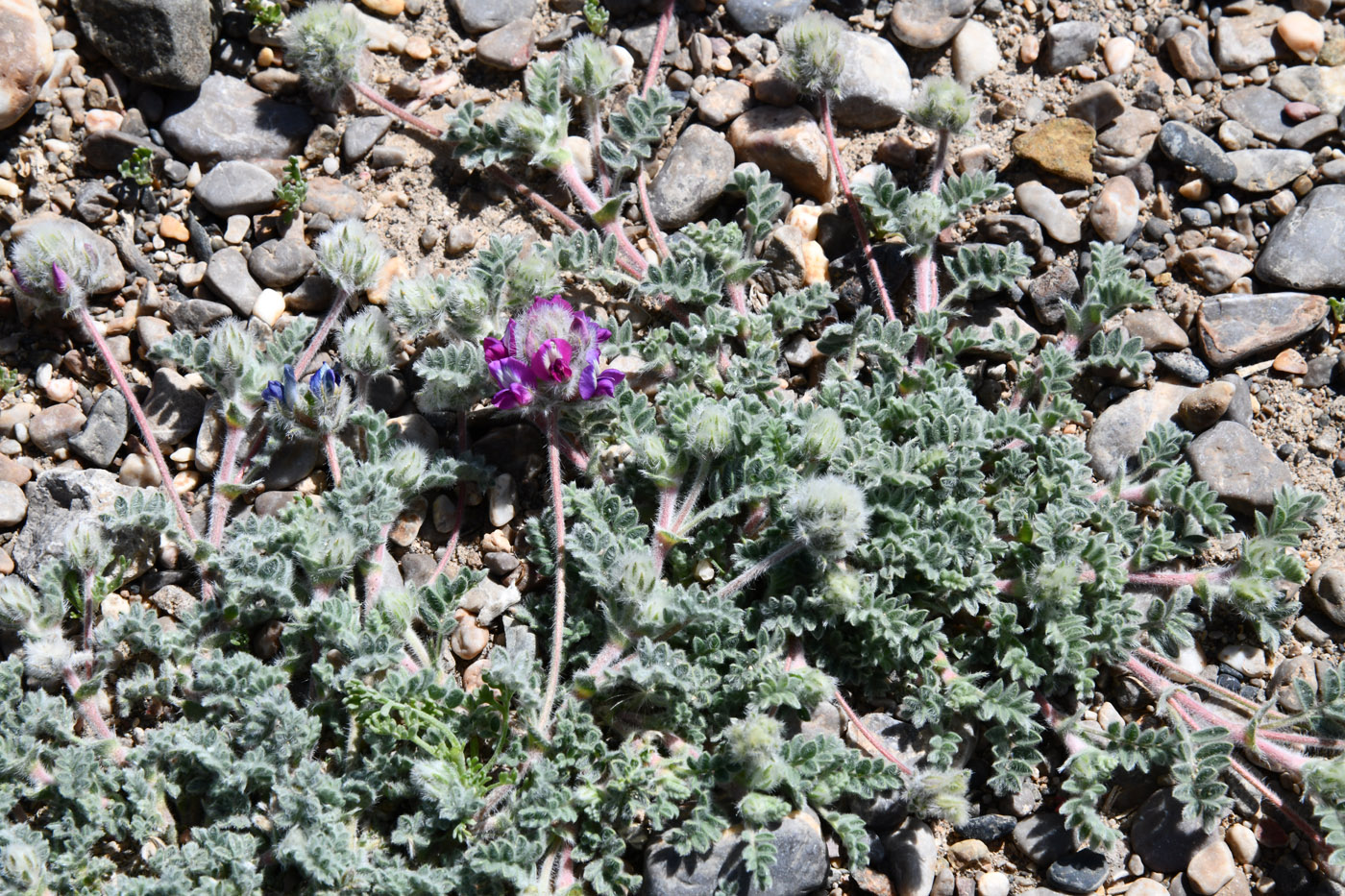 Image of Oxytropis tianschanica specimen.